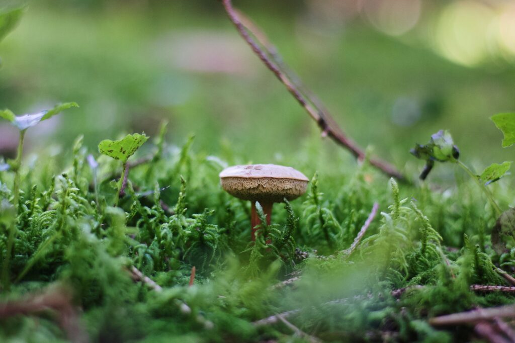 Vzácná huba Aureoboletus projectellus sa rozšírila aj na Slovensko